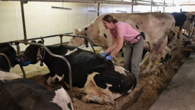 ЕС выделит около €1,5 млрд компенсаций голландским животноводам
